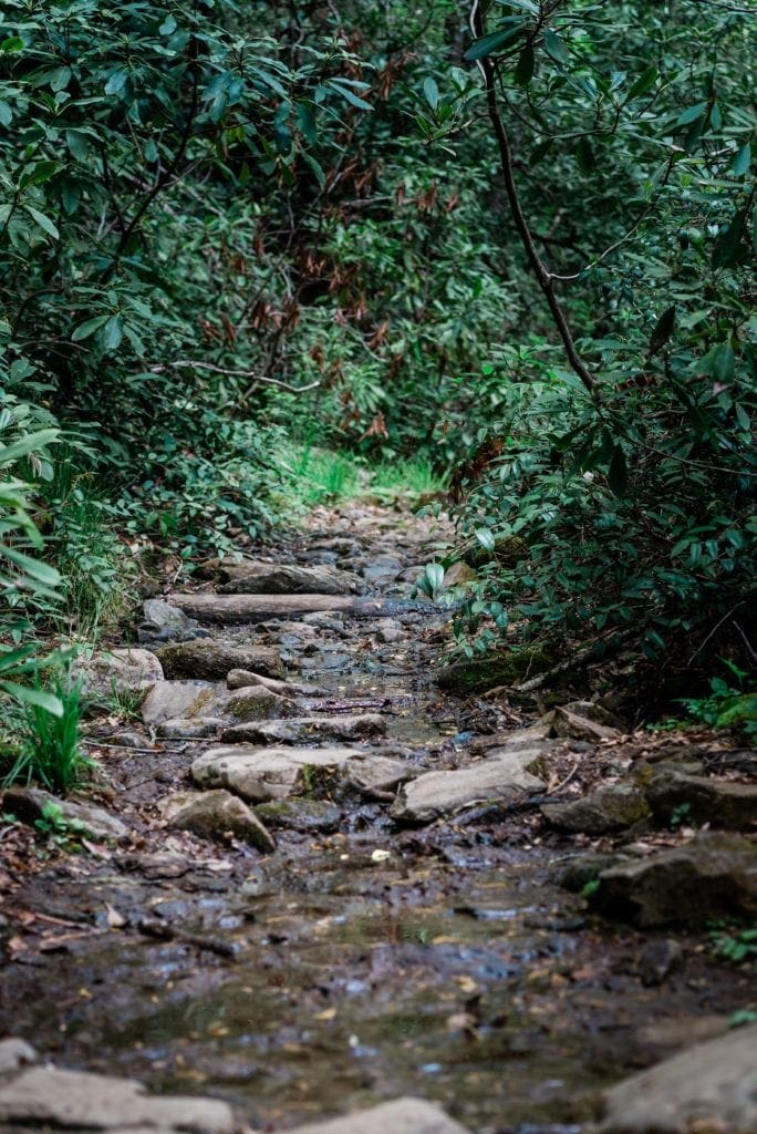 Hiking trail to a waterfall for an elopement ceremony in Pisgah National Forest. Lush green trees & shrubbery, and a rocky muddy trail stretch beyond the viewers line of sight.