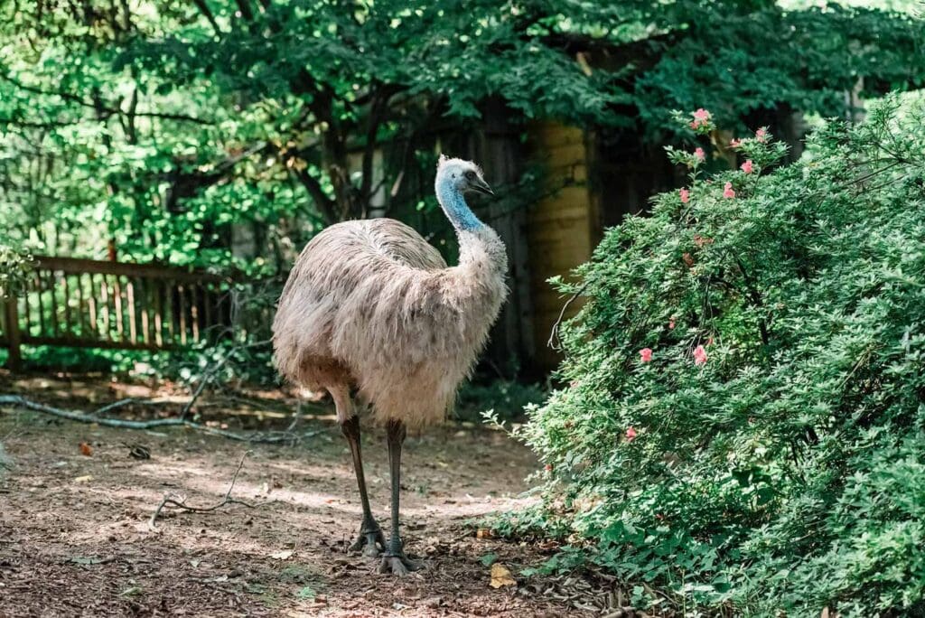 an emu stands proudly at an aviary housed within the Archimedes Nest Treehouse in Atlanta Georgia, a beautiful property of lush green gardens that hosts elopements at the treehouse behind the bird.