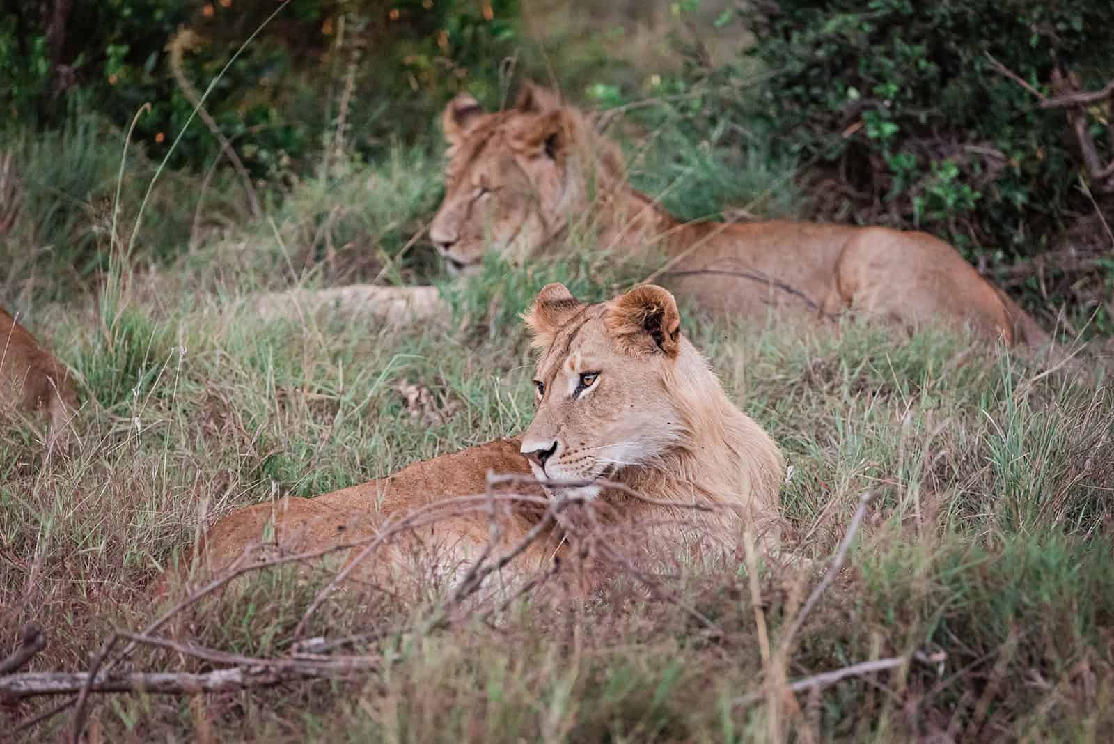 two lions rest in the hidden in tall brown and green grass during a romantic safari wedding in Kenya's Maasai Mara safari park. The female lion is looking to the left, at attention. the young male lion behind her is resting with his eyes closed, but still sitting upright.