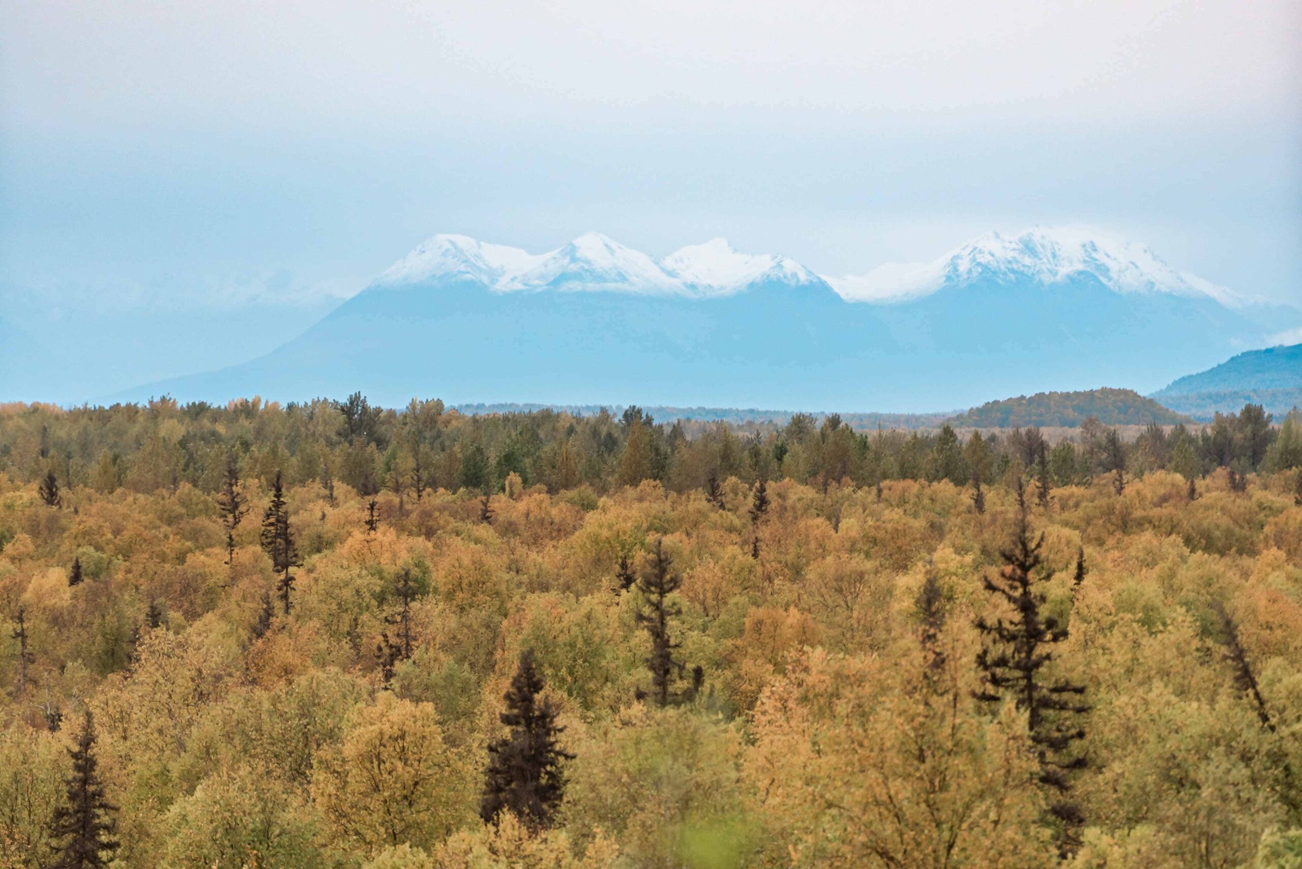 The mountains around Denali are viewable in the distance during a luxury elopement wedding in Talkeetna with yellow fall colors in the foreground