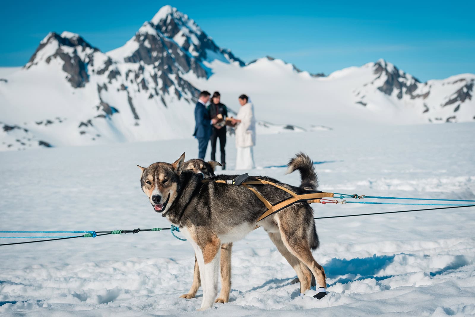 A couple in formal wedding attire and their officiant are in the background, surrounding by snow and jagged mountains, with a brown and white sled dog hooked to a sled in the foreground, staring at the camera. They are getting married during a luxury sled dog elopement on a snowfield glacier in Alaska