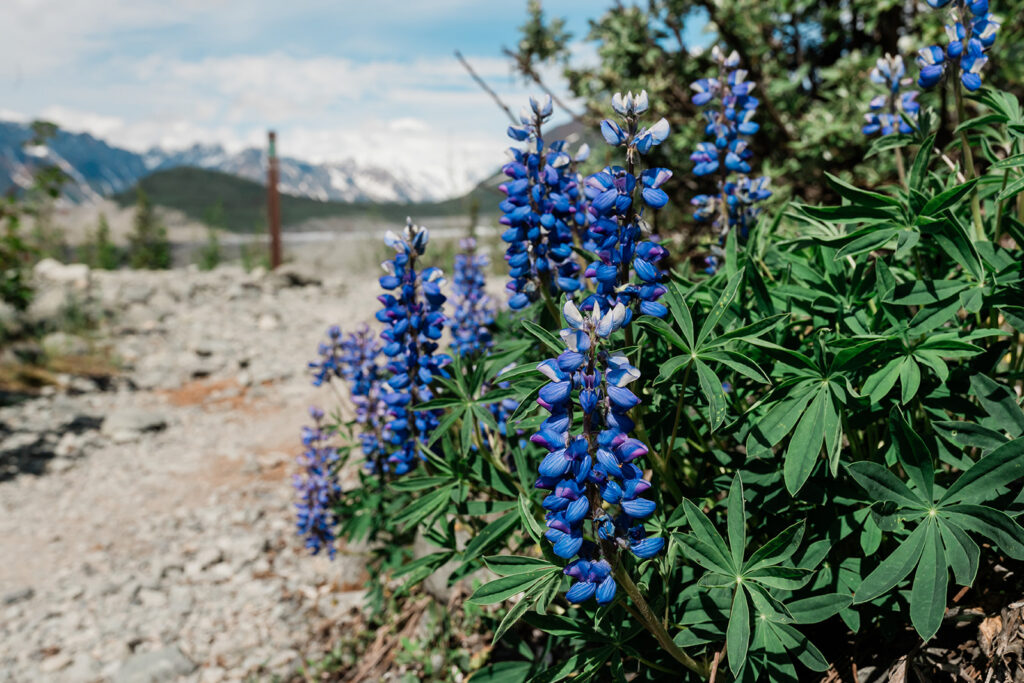 Lupine flower in an Alaska Glacier Elopement on during the summer on Root Glacier, as seen on the trail headed from the trailhead in Kennecott and McCarthy