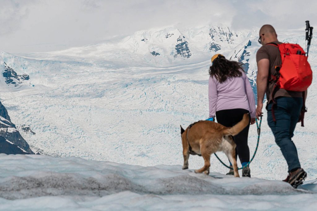 a couple hike on the white ice of Root Glacier with their dog as part of their hiking glacier elopement in Wrangell-St.Elias National Park, accessed via McCarthy. Filling the frame behind them the spiky ice of the Root Glacier Icefall rests between jagged mountain peaks.
